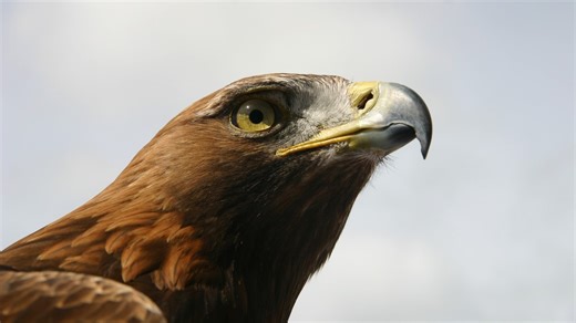 What happened to the golden eagles reintroduced to Co Donegal?