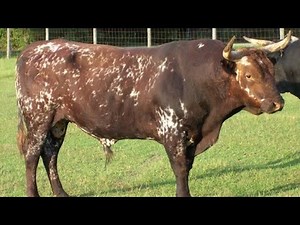 Beyond the Barn: Discovering America’s Most Endangered Cattle Breeds