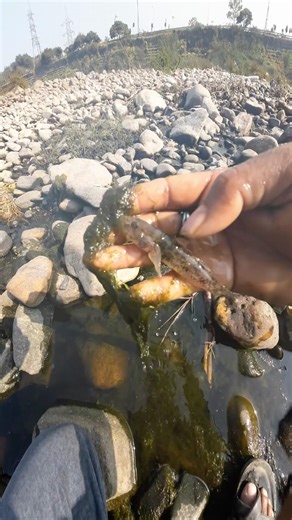 Hand fishing video !! Amazing boy is catching big catfish from under the water #shorts