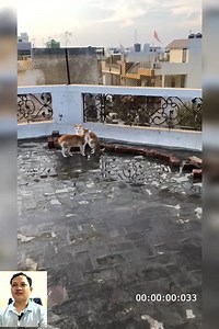 19K views · 385 reactions | Cat fight full intensity cat attack  Cat Fighting | Cat Sport | Facebook