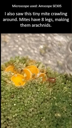 Moss, mites, worms and more! (part 1)