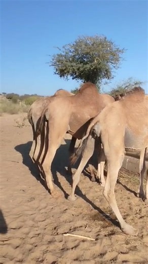 pregnant camels drinking water ‪@desertanimals123‬