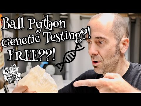Ball Python GENETIC TESTING?!?! Free!?!? The Ball Python Genetics Project