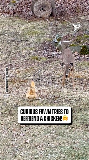 31K views · 283 reactions | It was so nervous all it could do was 'sniff'  | Pubity | Facebook