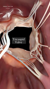 3M views · 10K reactions | Right ventricle 喙變✨ . . . The right...