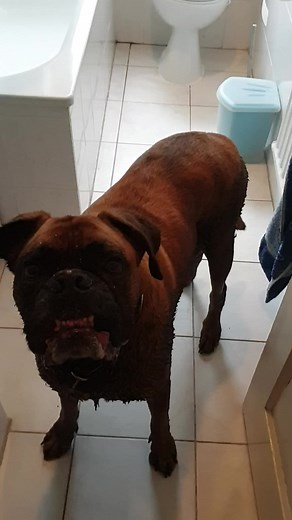 BoxerloverLy on TikTok