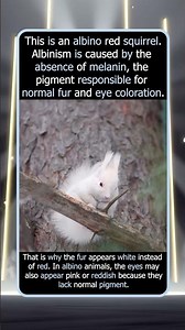 The Rarest Squirrel You'll Ever See