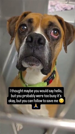 Emmet is a 4-year-old tricolor Boxer mix who is neutered and ready for a chance to decompress#uk#us