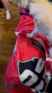 Romie had surgery today to remove his leg. As you can see, he hasn’t skipped a beat. He’s pain-free and recovering in his foster home. | Animal Education and Rescue