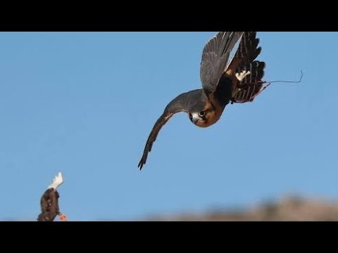Shaheen Falcon flying on lure/ lure training