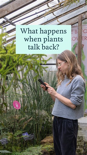 University of Cambridge | Talking Plants is opening tomorrow at @CUBotanicGarden 🌴 From 11 February to 12 April, visitors can explore this innovative interactive,... | Instagram