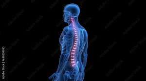 Animation of skeletal structure of intervertebral discs