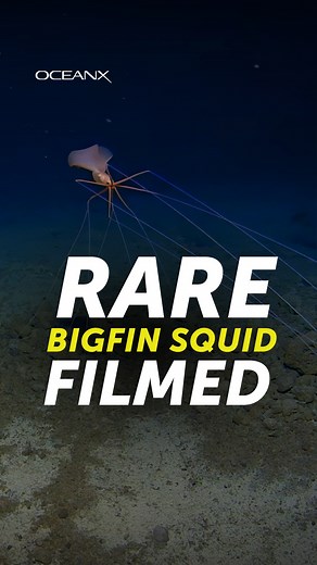 2.3M views · 32K reactions | This is the first sighting of the rare...