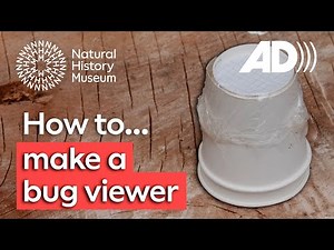 How to make a bug viewer for minibeasts (Audio Described)