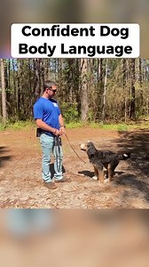 128K views · 704 reactions | Trainer Chad demonstrates and explains what a confident dog’s body language will look like #dogs #dogtraining #dogtrainer #dogtrainingtips #dogbodylanguage | Canine Revolution Dog Training | Facebook