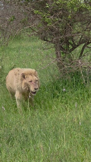 Discover Casper the White Lion at Kruger National Park
