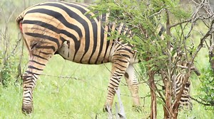 Beautiful zebra that escaped from powerful jaws and claws of the apex predators of the African Bush Kingdom #reels #trend #video #travel #nature #Amazing #wildlife #africa #life #viral #trending | African Bush Kingdom