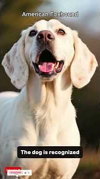 American Foxhound dog 🐶 breed explain in 1 minute