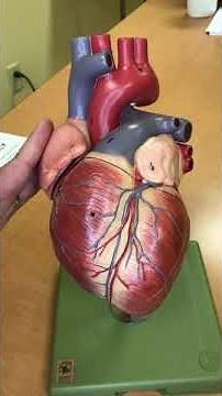 Heart model anatomy