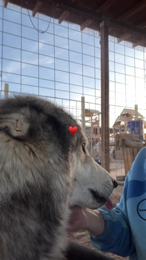 Good morning to the Scream Team♥️🥰. #keeperofthewolves #foryoupage #savewolves #wolves #packpeculiar