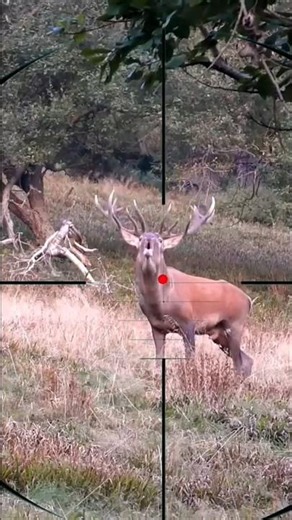 "Powerful Deer Roar in the Forest | Rare Wildlife Moment"#DeerRoar #Wildlife #ForestSound