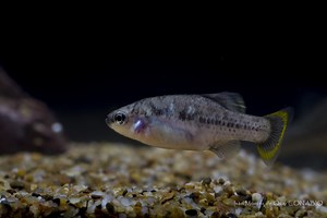 Picote tequila, el pez mexicano que se creía extinto, está de vuelta en un río de Jalisco