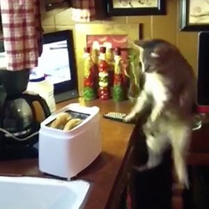 36M views · 18K reactions | Cats being scared by toasters is too funny  | UNILAD | Facebook