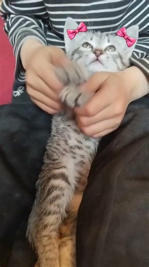 Let's play with the cat, shorst. #cat