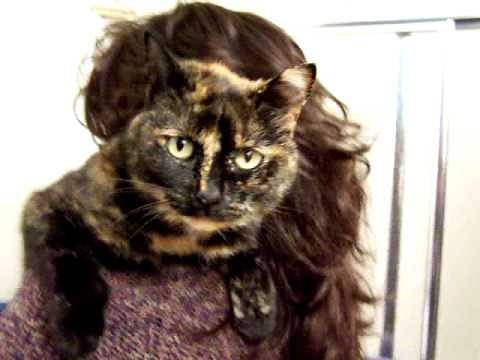 Talking Torti. This cat has quite a bit to say!