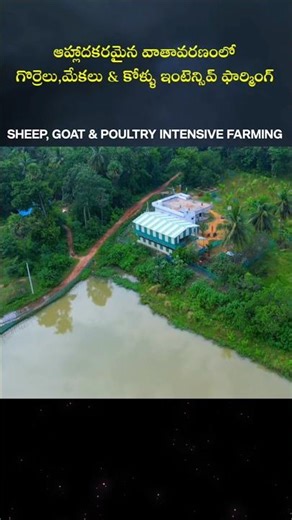 ఇల్లు లాంటి సౌకర్యం#Elevated Shed #Intensive Farming