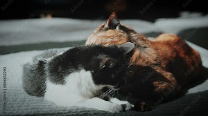 two cats grooming each other
