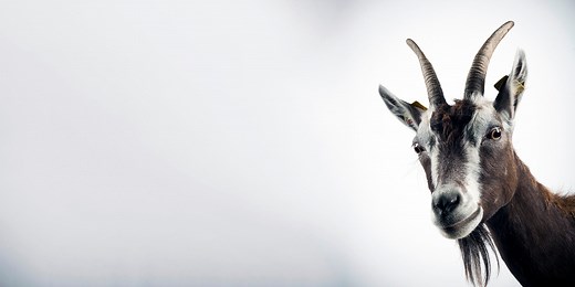 A Mathematician Has Finally Solved the Infamous Goat Problem