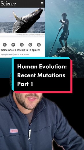 Answer to @captaintitans Human Evolution: Recent Traits #science #teacher #evolution #biology #edutok #learnontiktok #anthro