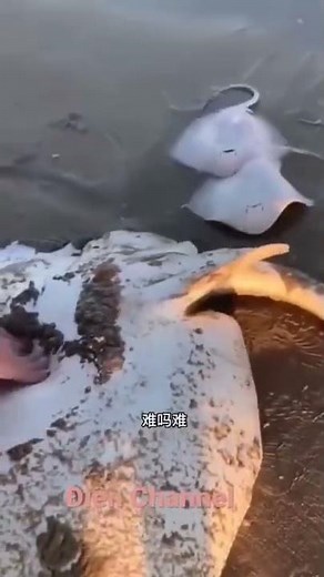 Nikolaidungdo | Cá đuối kìa hú hú