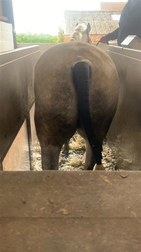 🙋‍♀️ How does the water treadmill work? A: It combines controlled water depth with a moving belt to create low-impact, high-benefit exercise. As the belt moves beneath them, the water reduces concussive forces on joints while encouraging a longer stride, improved topline engagement and even muscle development. It’s a brilliant tool for fitness, rehab and keeping your horse feeling their best! | Thorpe Farm Rehab and Fitness