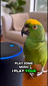 🦜“Alexa, Play my FUNKY Favorites!” 🎶 lWait for the Beat Drop! 🕺🔥 #alexa #funkyfavorites #dancechallenge #funnyparrot #partyanimal #moves #smartspeaker #goodvibes #birdsoftiktok #viralreels #comedyvideo #usa #fbreels #headbanger | Critter PD
