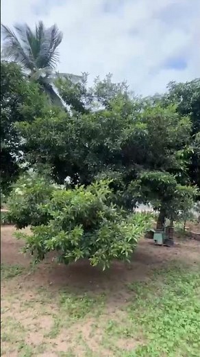 #Bunch of Sapota Small Garden#💚