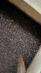 Maggot and fertilizer production strategy | Bempet Organic Farm