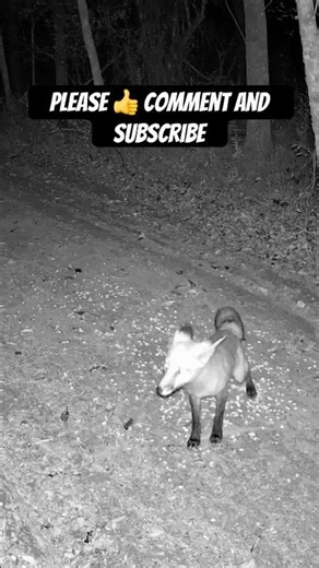 FOX CAUGHT ON CAMERS CRUISING THE TRAIL AT NIGHT | Amazing Wildlife Moment #shorts