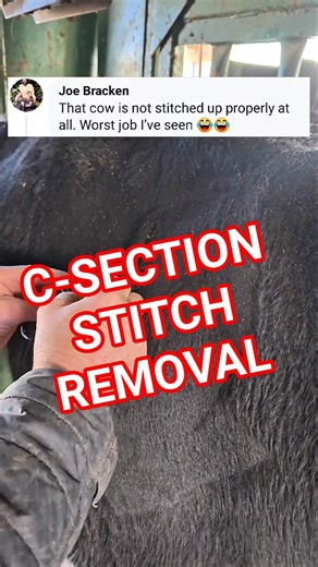 There are multiple ways to do things. This is the ideal was for a C-SECTION on range cows.