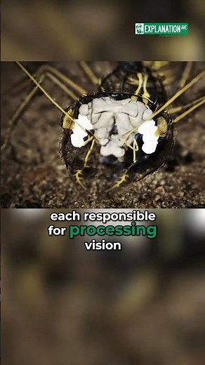 Ant Brain: Tiny Marvel of Neurons and Behavior! #shorts