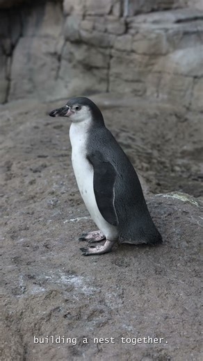 Penguins PROPOSE With Pebbles! 💍🐧 | Planet of Facts