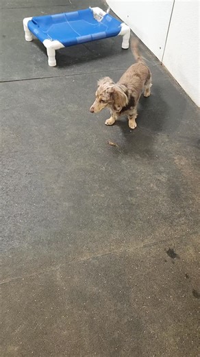 Mini Dachshund Shenanigans- Pepper vs Grasshopper *Grasshopper was a paid actor and wasn't harmed in the making of this film* #miniaturedachshunds #doggydaycare #fayettevillear #northwestarkansas #doggosbeingdoggos | The Canine Connection | Facebook