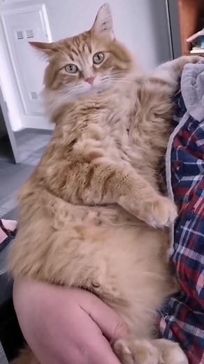 Best friends 4ever 🧡 #catsoftiktok#fory | Walter the Catt