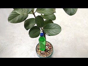 Best self watering system for any plants | Auto watering system