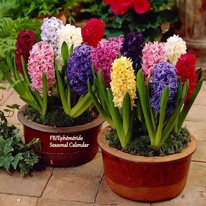 357K views · 21K shares | J'Adore les Jacinthes Hyacinths by Ephéméride - Seasonal Calendar Version Originale | Ephéméride - Seasonal Calendar | Facebook