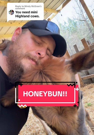 Adorable Miniature Highland Cows on the Farm