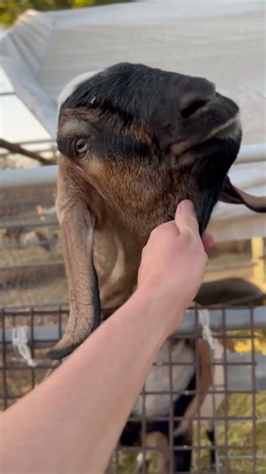 I pet goat ii, you should ii