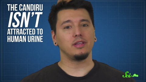 The truth about that fish that climbs into urethras