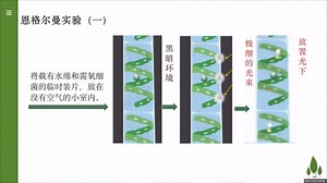 恩格尔曼的水绵实验（高中生物必修一）